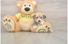 Petite Mini Aussiedoodle Poodle Mix Pup