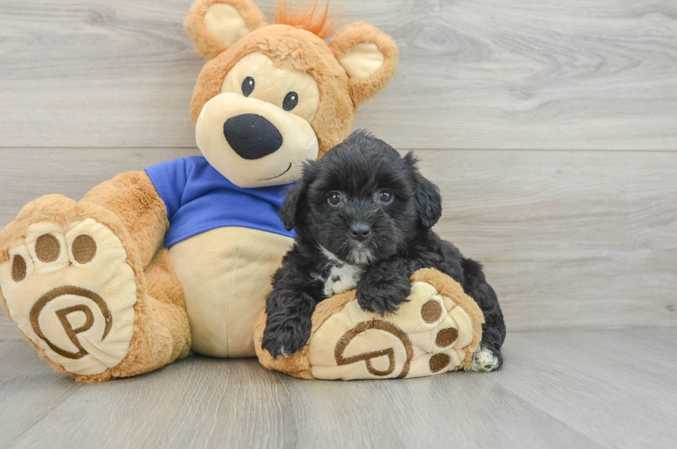 8 week old Mini Aussiedoodle Puppy For Sale - Florida Fur Babies