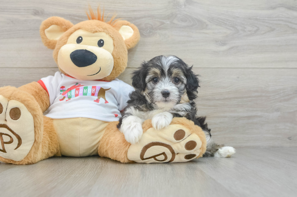 5 week old Mini Aussiedoodle Puppy For Sale - Florida Fur Babies