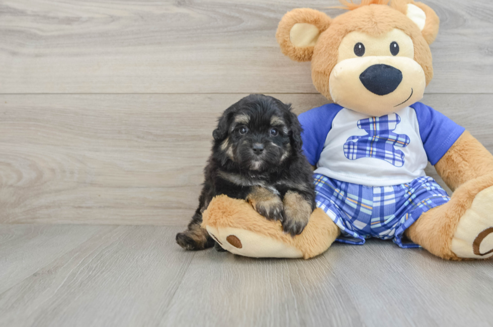 6 week old Mini Aussiedoodle Puppy For Sale - Florida Fur Babies