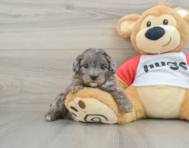 8 week old Mini Aussiedoodle Puppy For Sale - Florida Fur Babies