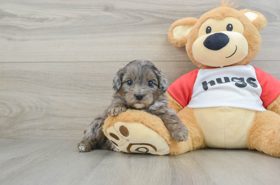 5 week old Mini Aussiedoodle Puppy For Sale - Florida Fur Babies