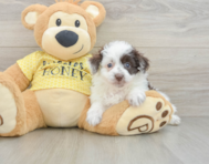 8 week old Mini Aussiedoodle Puppy For Sale - Florida Fur Babies