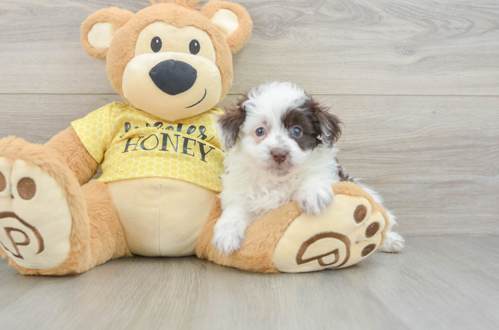 6 week old Mini Aussiedoodle Puppy For Sale - Florida Fur Babies