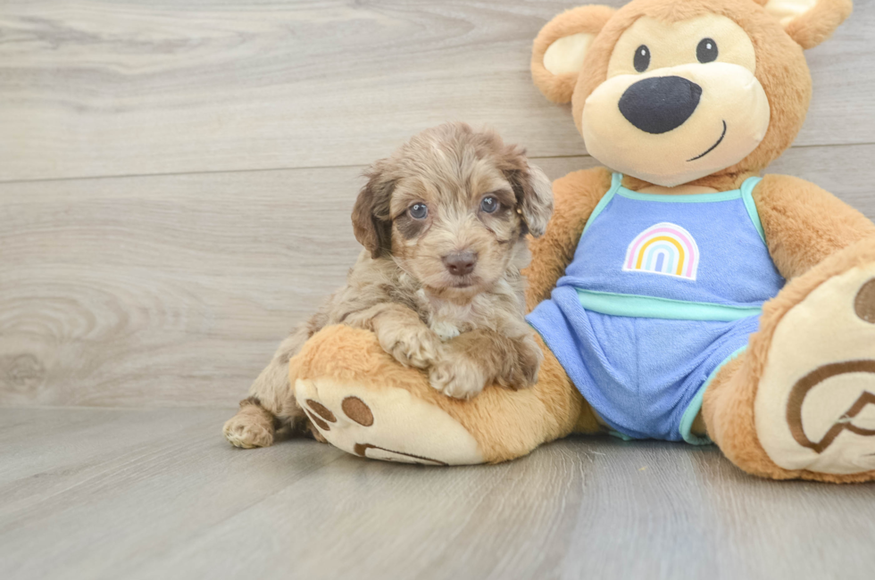 5 week old Mini Aussiedoodle Puppy For Sale - Florida Fur Babies