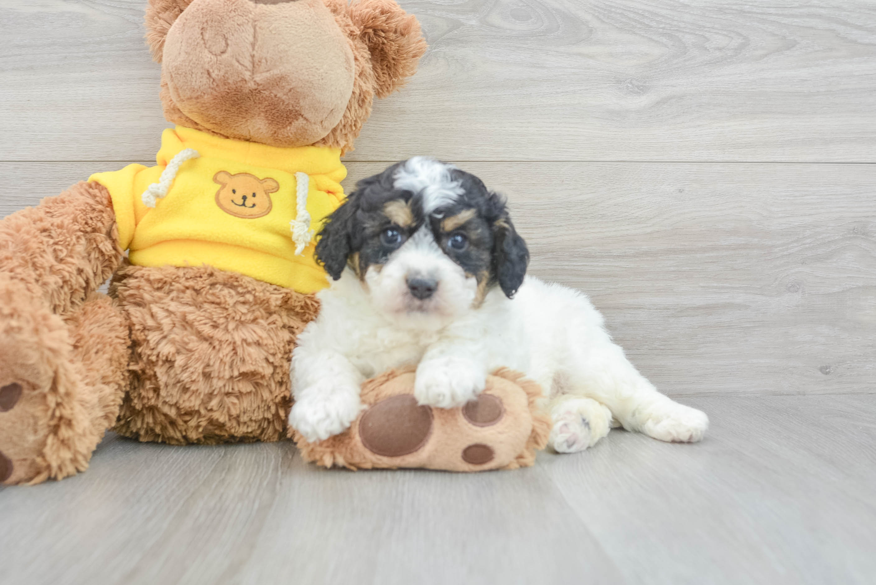 Energetic Aussiepoo Poodle Mix Puppy