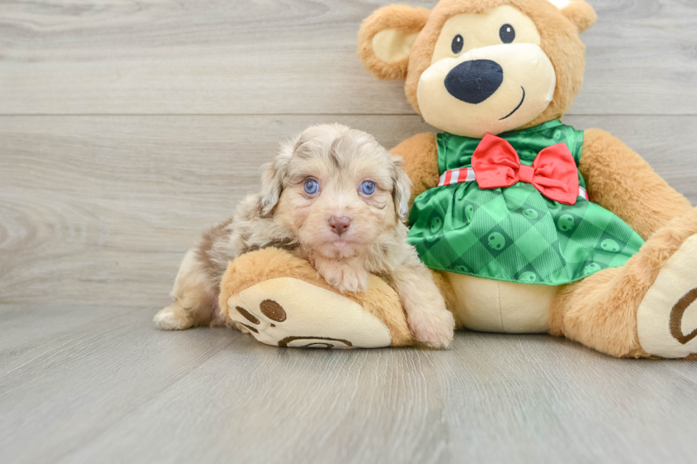 Mini Aussiedoodle Pup Being Cute