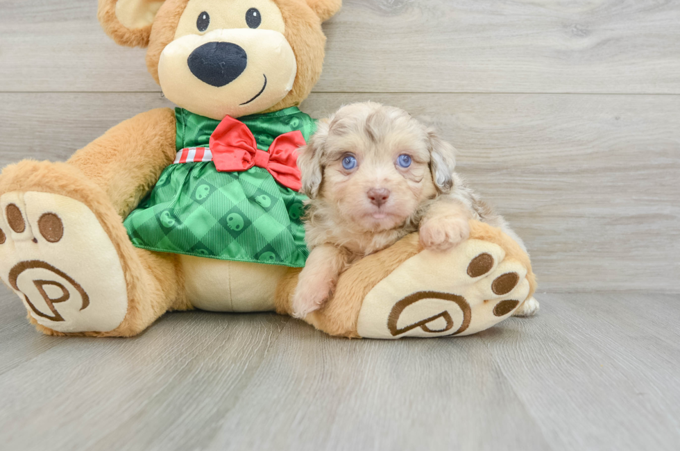 6 week old Mini Aussiedoodle Puppy For Sale - Florida Fur Babies