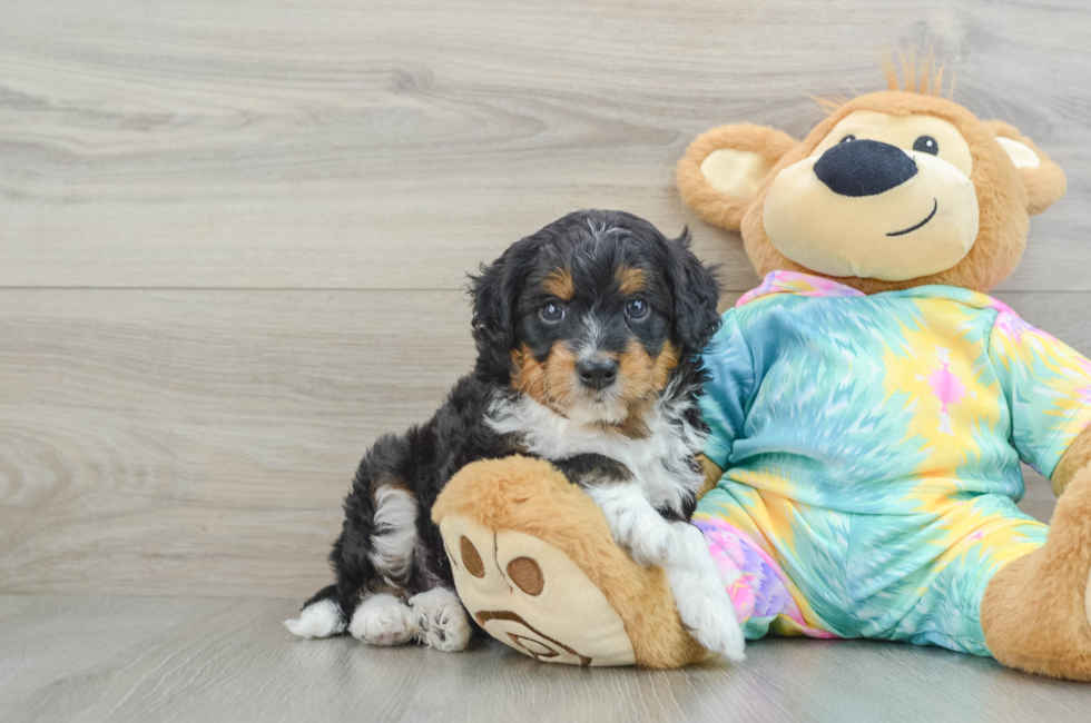 6 week old Mini Aussiedoodle Puppy For Sale - Florida Fur Babies