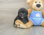6 week old Mini Aussiedoodle Puppy For Sale - Florida Fur Babies