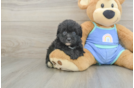 Mini Aussiedoodle Pup Being Cute