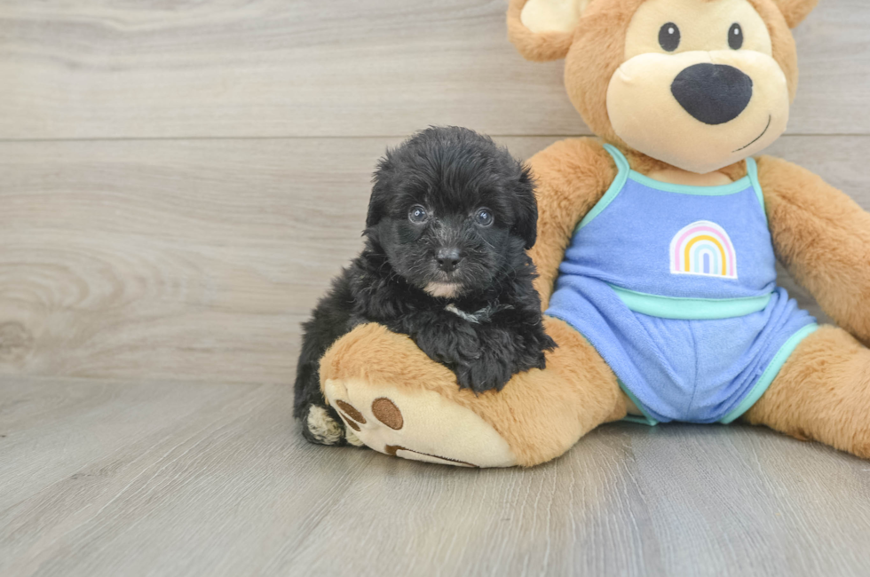 5 week old Mini Aussiedoodle Puppy For Sale - Florida Fur Babies
