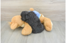 Best Mini Aussiedoodle Baby