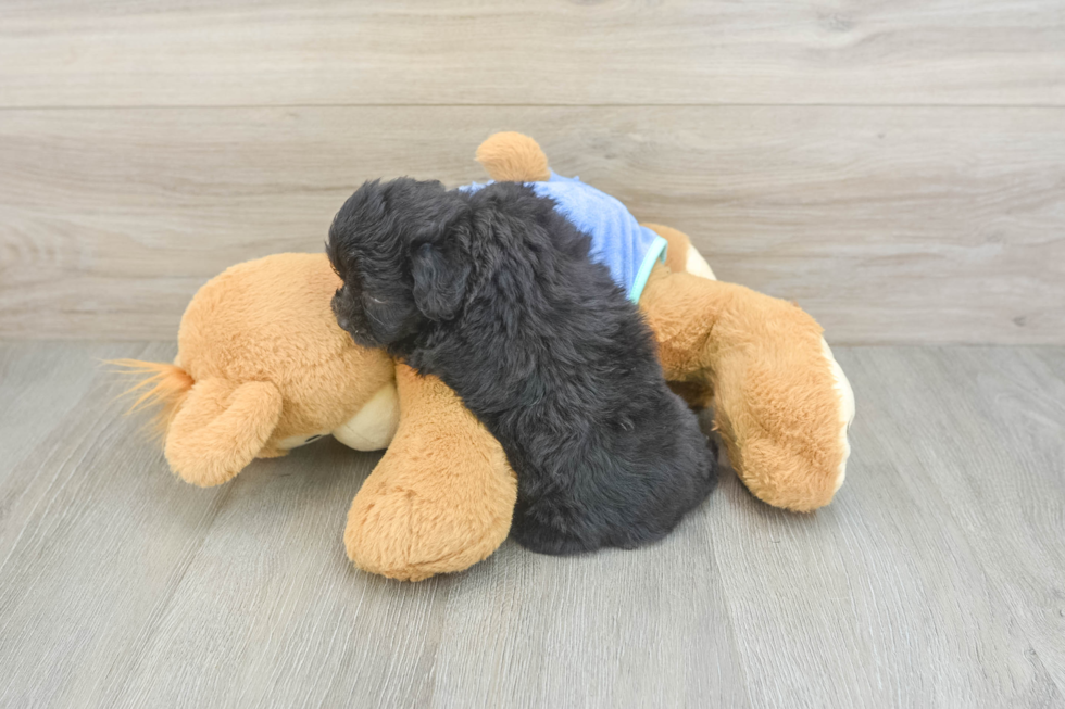 Best Mini Aussiedoodle Baby