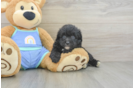 Small Mini Aussiedoodle Baby