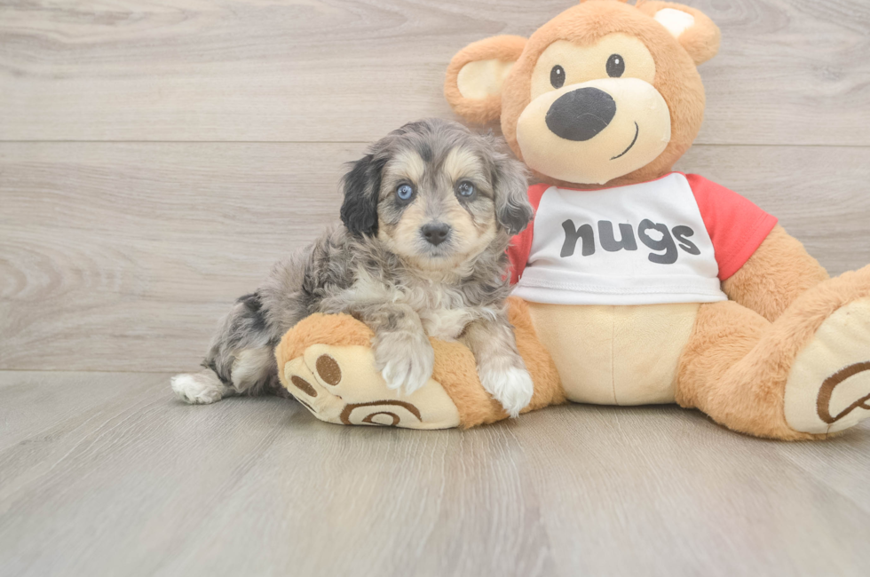 5 week old Mini Aussiedoodle Puppy For Sale - Florida Fur Babies