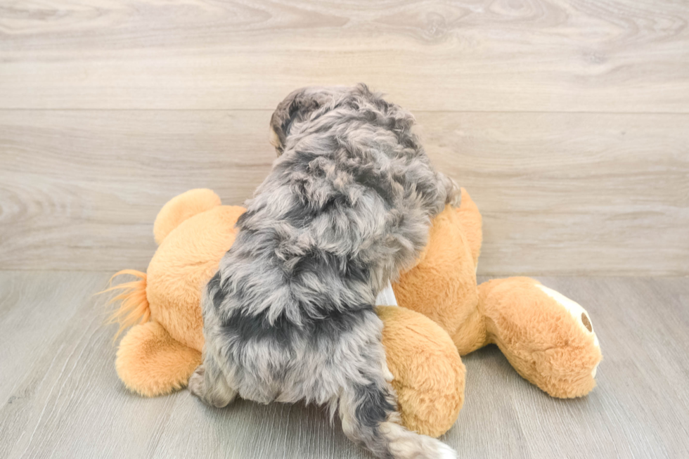 Meet Gambit - our Mini Aussiedoodle Puppy Photo  3/3 - Florida Fur Babies Happy Mini Aussiedoodle Baby