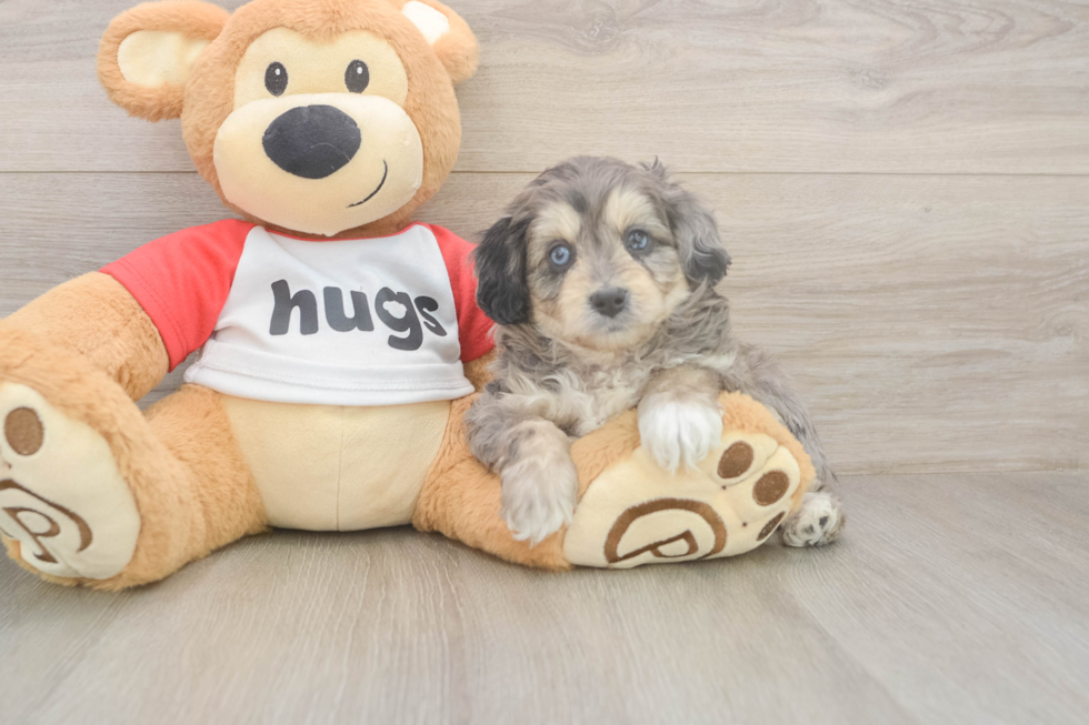 Meet Gambit - our Mini Aussiedoodle Puppy Photo  2/3 - Florida Fur Babies Mini Aussiedoodle Puppy for Adoption