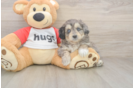 Meet Gambit - our Mini Aussiedoodle Puppy Photo  2/3 - Florida Fur Babies Mini Aussiedoodle Puppy for Adoption