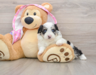 6 week old Mini Aussiedoodle Puppy For Sale - Florida Fur Babies