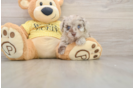 Mini Aussiedoodle Puppy for Adoption