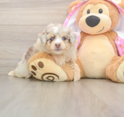 6 week old Mini Aussiedoodle Puppy For Sale - Florida Fur Babies