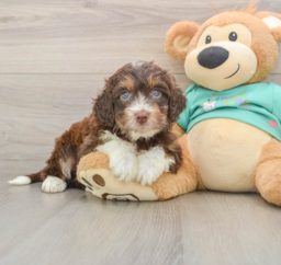 5 week old Mini Aussiedoodle Puppy For Sale - Florida Fur Babies