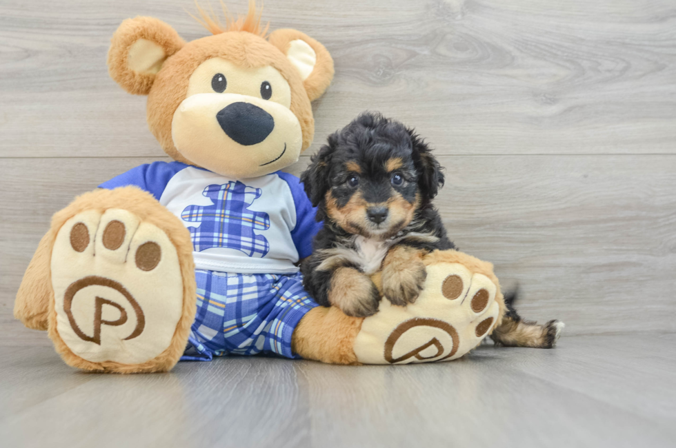 6 week old Mini Aussiedoodle Puppy For Sale - Florida Fur Babies