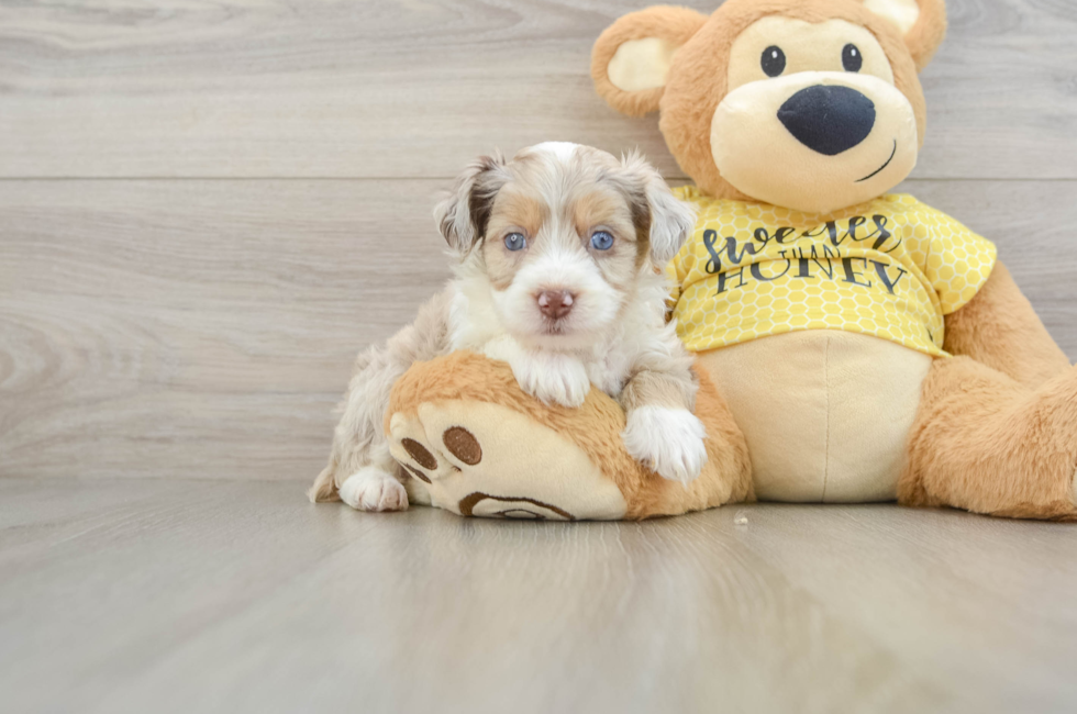 5 week old Mini Aussiedoodle Puppy For Sale - Florida Fur Babies