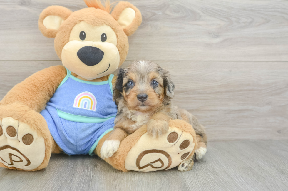5 week old Mini Aussiedoodle Puppy For Sale - Florida Fur Babies