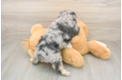 Meet Gemini - our Mini Aussiedoodle Puppy Photo  3/3 - Florida Fur Babies Mini Aussiedoodle Puppy for Adoption
