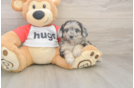 Meet Gemini - our Mini Aussiedoodle Puppy Photo  2/3 - Florida Fur Babies Small Mini Aussiedoodle Baby