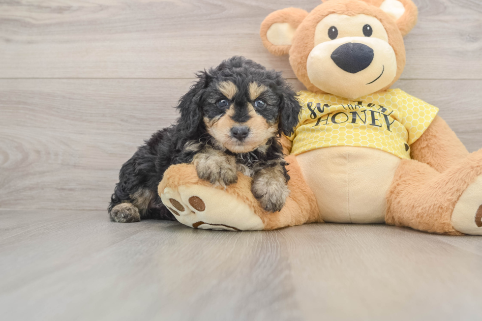 Smart Mini Aussiedoodle Poodle Mix Pup