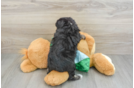 Mini Aussiedoodle Puppy for Adoption