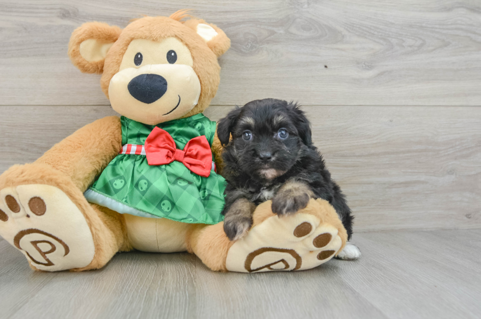 6 week old Mini Aussiedoodle Puppy For Sale - Florida Fur Babies