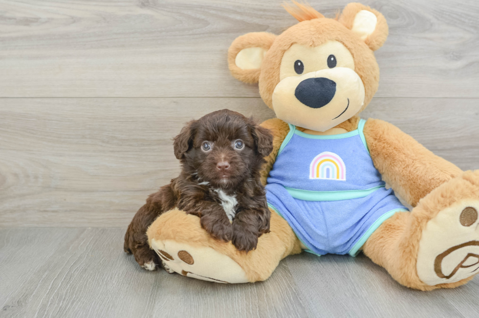 5 week old Mini Aussiedoodle Puppy For Sale - Florida Fur Babies