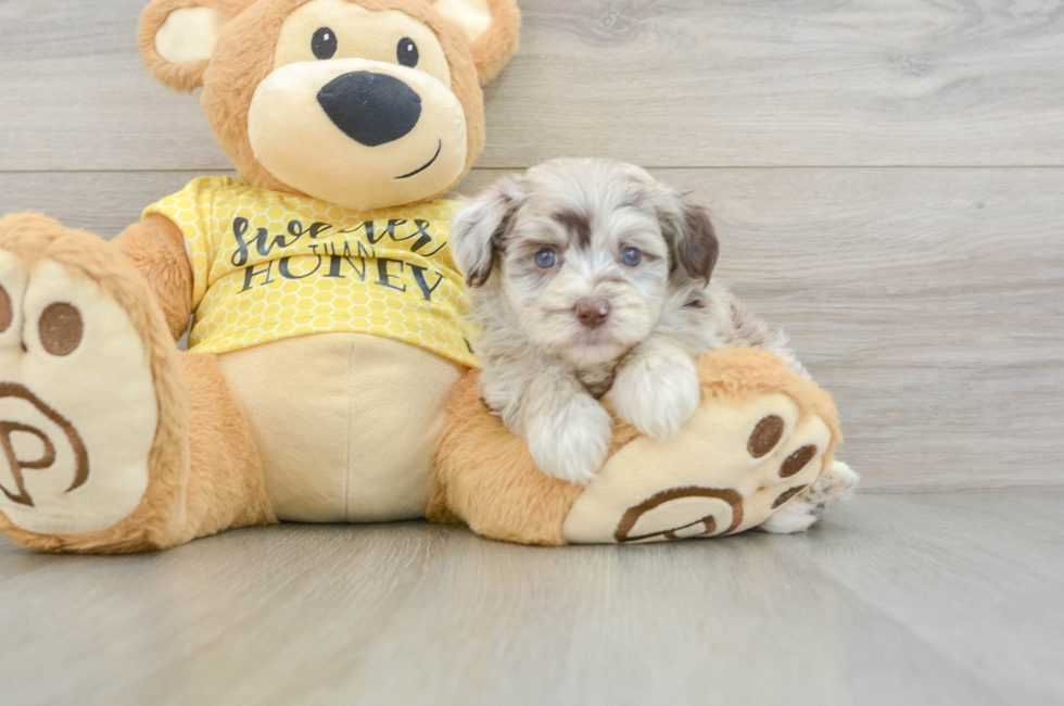5 week old Mini Aussiedoodle Puppy For Sale - Florida Fur Babies
