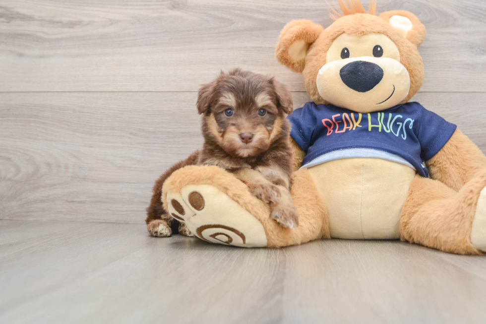 Mini Aussiedoodle Pup Being Cute