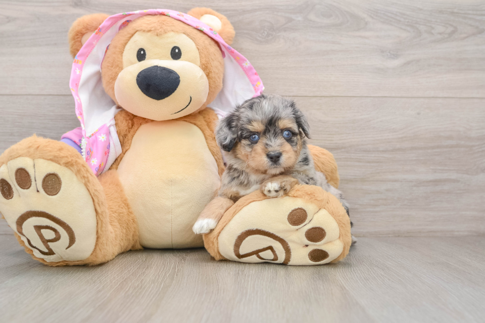 Mini Aussiedoodle Puppy for Adoption
