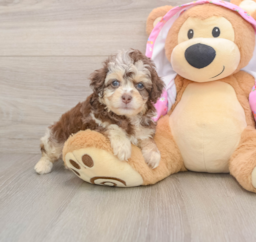 7 week old Mini Aussiedoodle Puppy For Sale - Florida Fur Babies