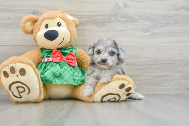 Best Mini Aussiedoodle Baby