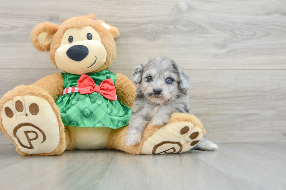 6 week old Mini Aussiedoodle Puppy For Sale - Florida Fur Babies