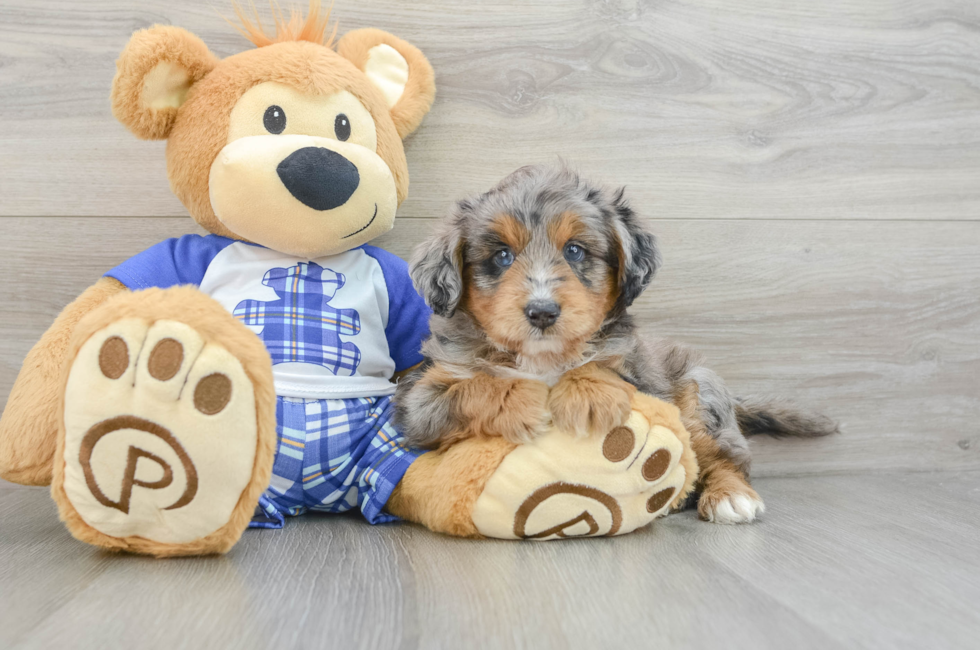 6 week old Mini Aussiedoodle Puppy For Sale - Florida Fur Babies