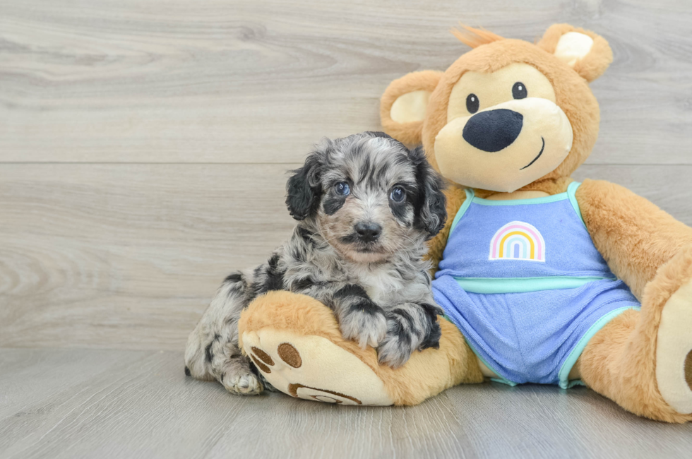 5 week old Mini Aussiedoodle Puppy For Sale - Florida Fur Babies