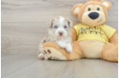 Mini Aussiedoodle Pup Being Cute