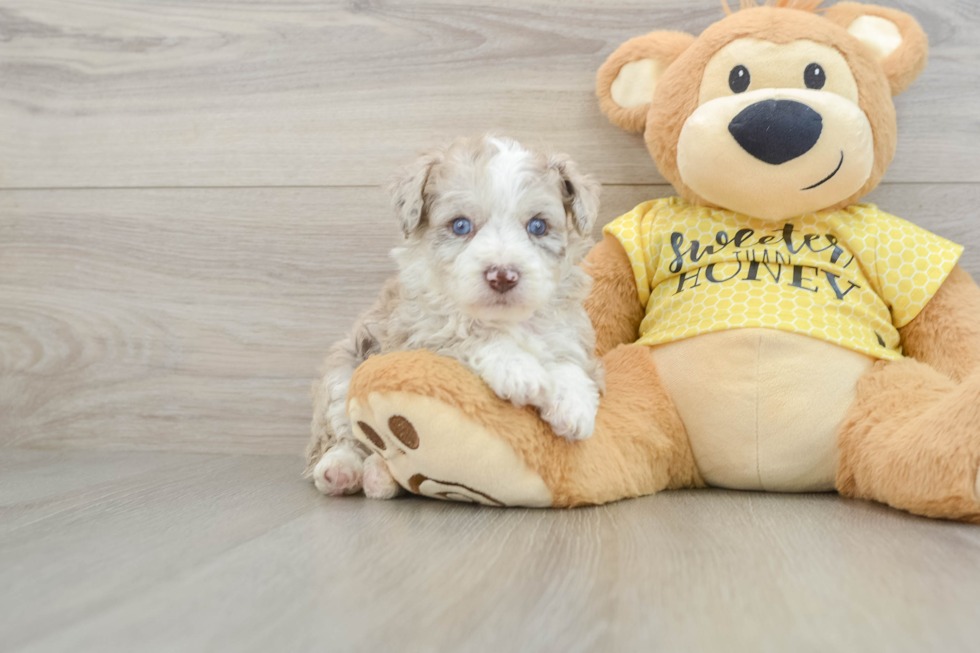 Mini Aussiedoodle Pup Being Cute