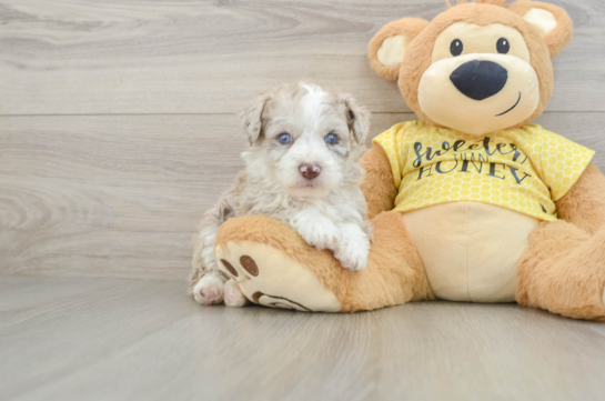 Mini Aussiedoodle Pup Being Cute