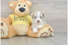 Popular Mini Aussiedoodle Poodle Mix Pup