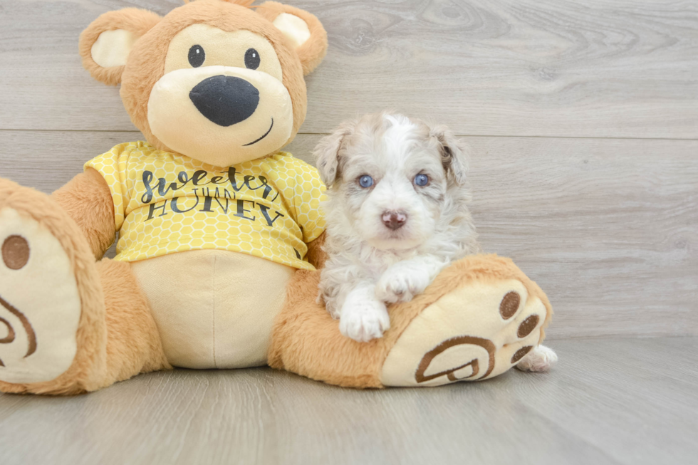 Popular Mini Aussiedoodle Poodle Mix Pup