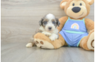 Popular Mini Aussiedoodle Poodle Mix Pup